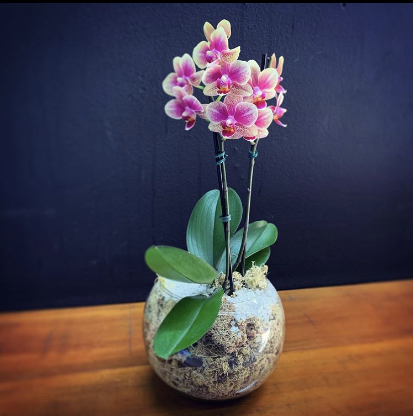 Planta mini Orquídea Phalaenopsis – Criativa