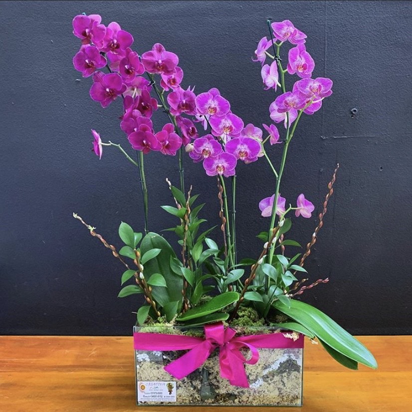 Arranjo de Plantas de Orquídeas – Criativa