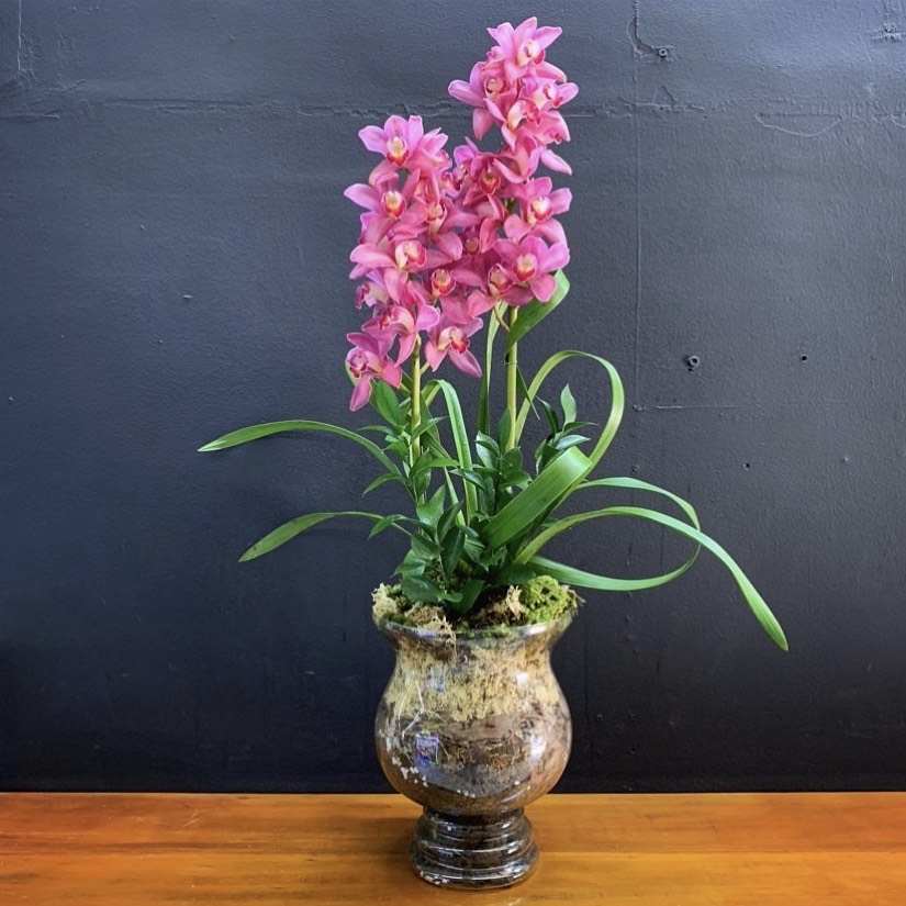 Planta de Orquídea Cymbidium rosa – Criativa