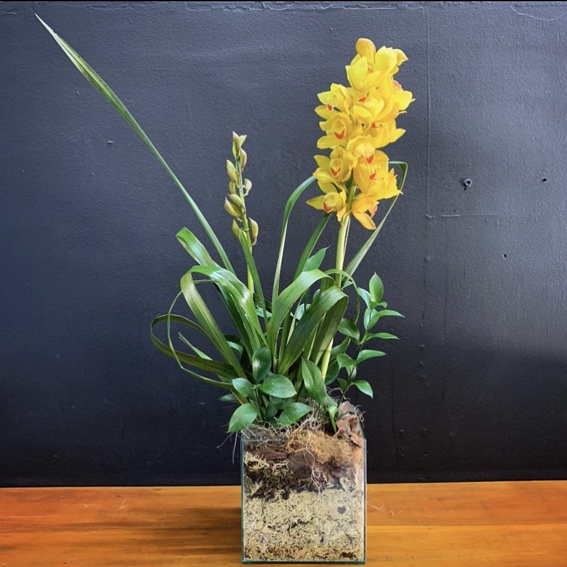 Planta de Orquídea Cymbidium Amarelo – Criativa